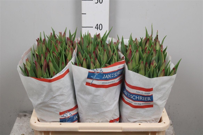 <h4>Tu En Strong Love</h4>