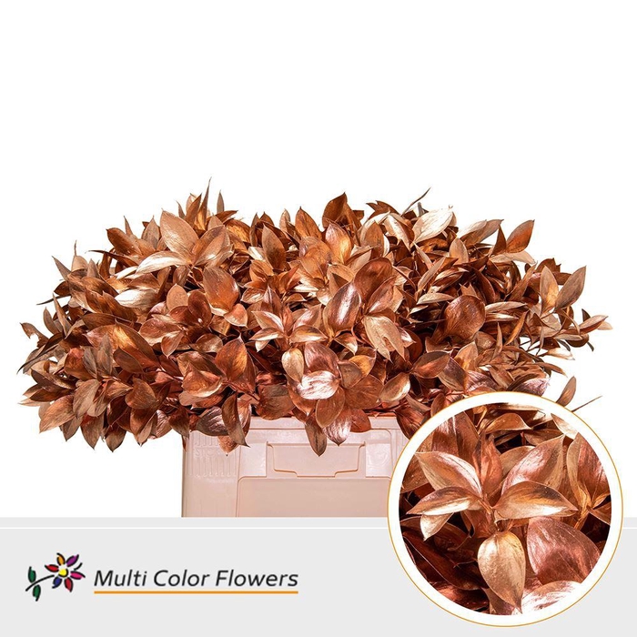 <h4>Ruscus   ...colored H%</h4>