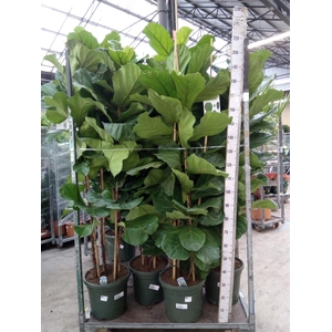 Ficus lyrata