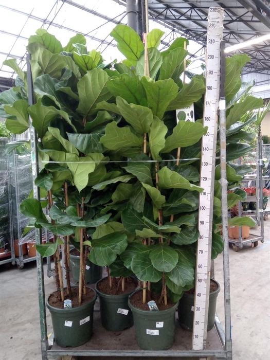 <h4>Ficus lyrata</h4>