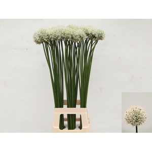 ALLIUM MOUNT EVEREST