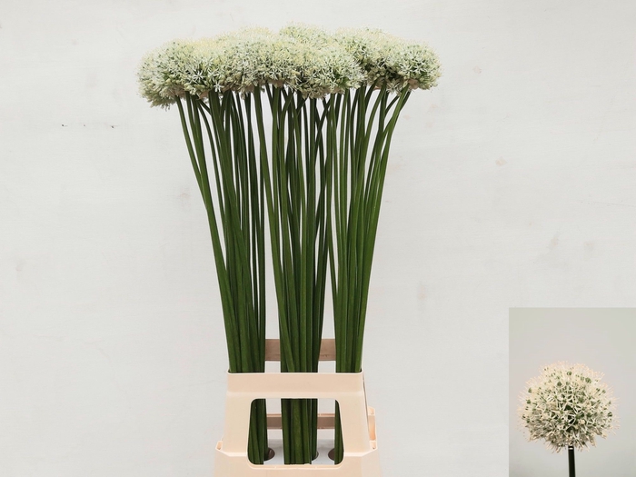 <h4>ALLIUM MOUNT EVEREST</h4>