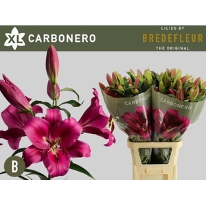 LI OT CARBONERO