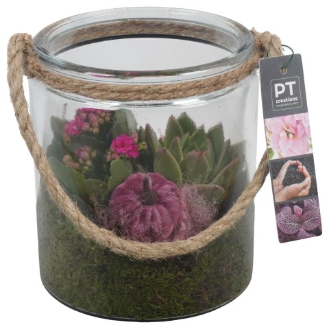 <h4>PTHG3354 Arrangementen kamerplanten</h4>