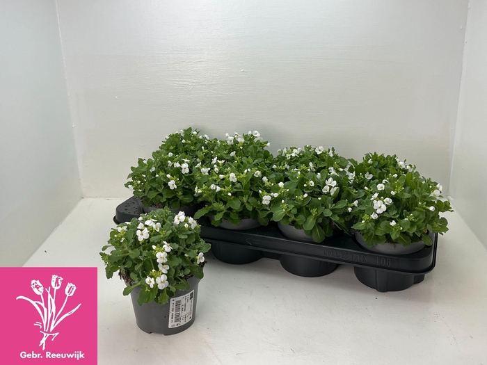 <h4>ARABIS CAUCASICA</h4>