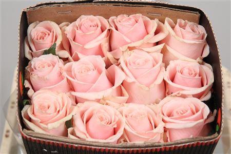 <h4>R Gr Madonna Ec</h4>