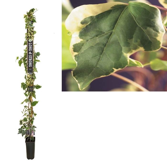 <h4>Hedera 'Gloire de Marengo' +Long & strong label</h4>