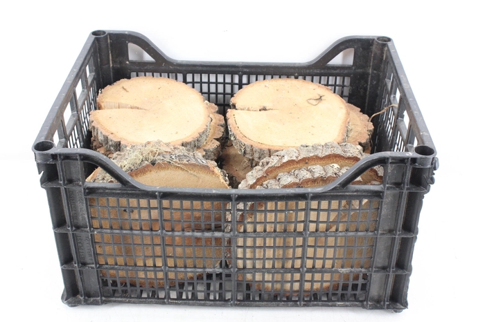 <h4>arr3 GB - Eikenschijven rond 16/18cm</h4>