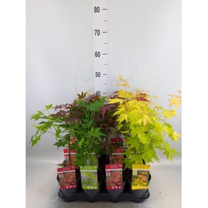 Acer palmatum