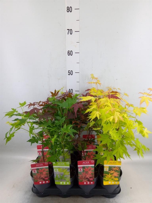 <h4>Acer palmatum</h4>
