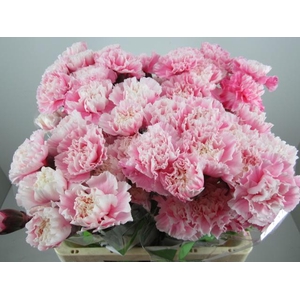 Di St G Pastel Pink