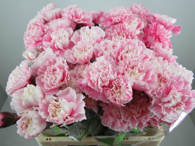 <h4>Di St G Pastel Pink</h4>
