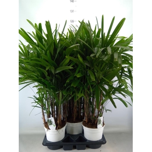 Rhapis excelsa