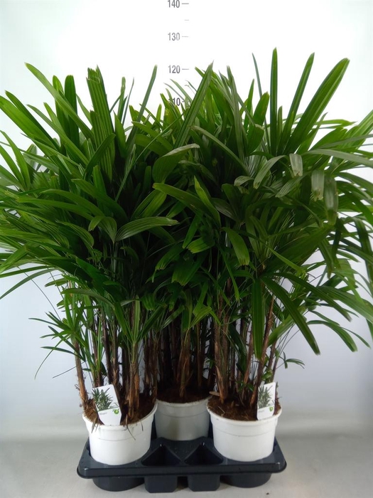 <h4>Rhapis excelsa</h4>