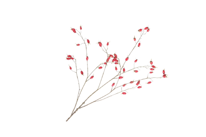 <h4>Rosehip Branch Red LV330157RED</h4>