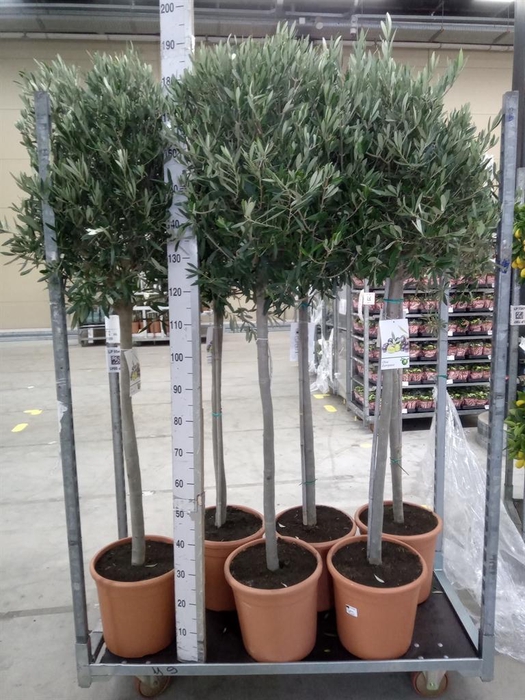 <h4>Olea europaea</h4>