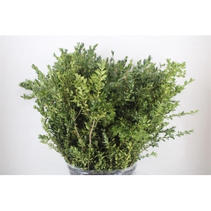 Buxus Green P Bunch