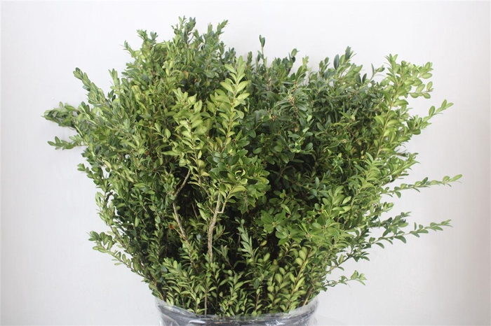 <h4>Buxus Green P Bunch</h4>