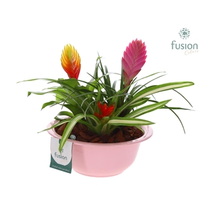 Zinken schaal met Bromelia