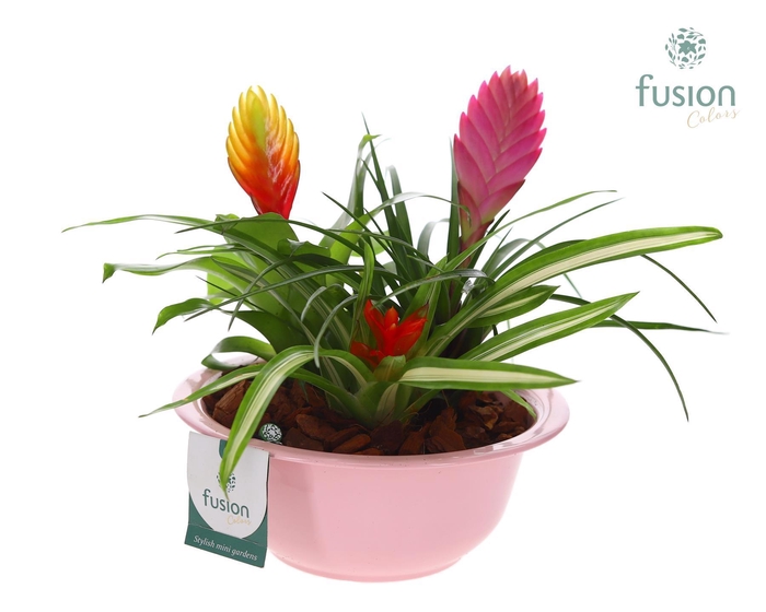 <h4>Zinken schaal met Bromelia</h4>
