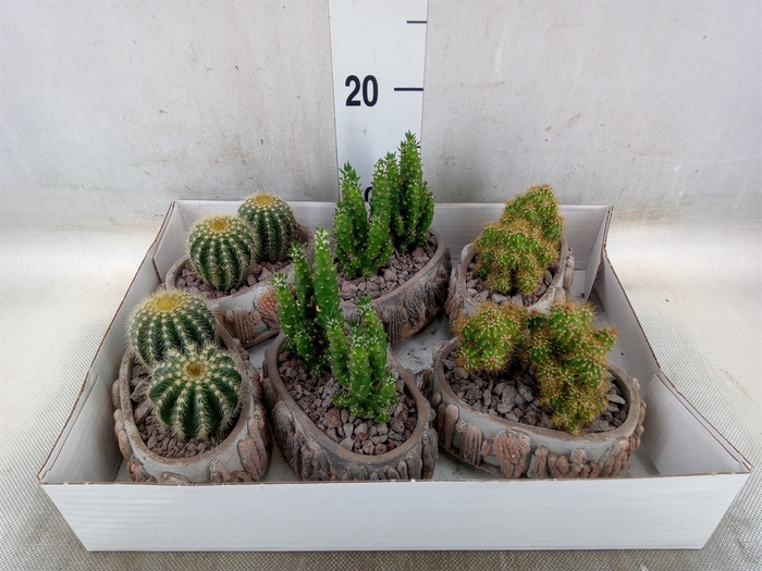 <h4>Cactus   ...</h4>
