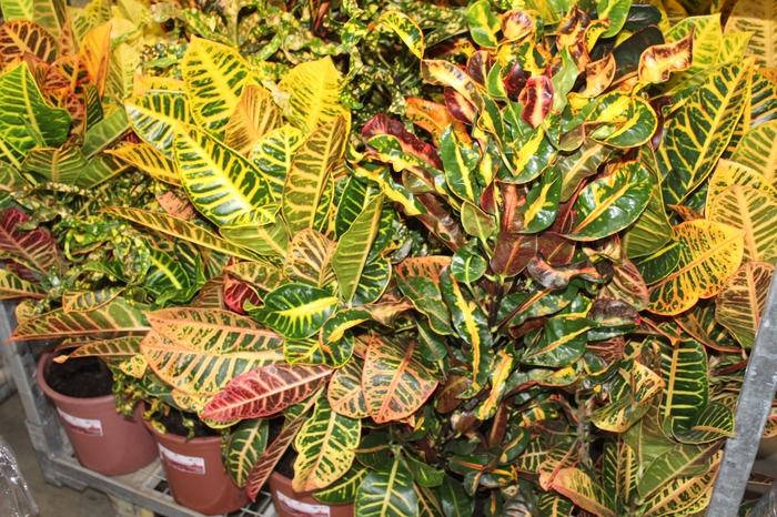 <h4>CROTON HIB VARIADO P24</h4>