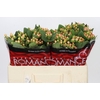 Hypericum Mellow Romance