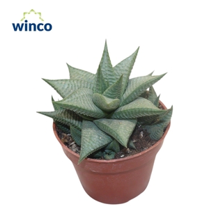 Haworthia Limifolia Roux