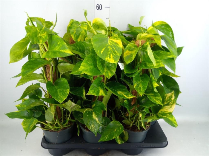 <h4>Epipremnum pinn.   ...moss stick</h4>
