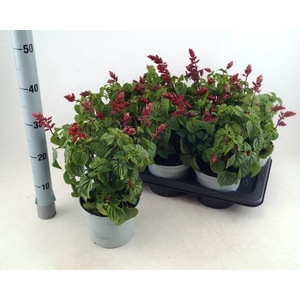 SALVIA ROCK FUCHSIA