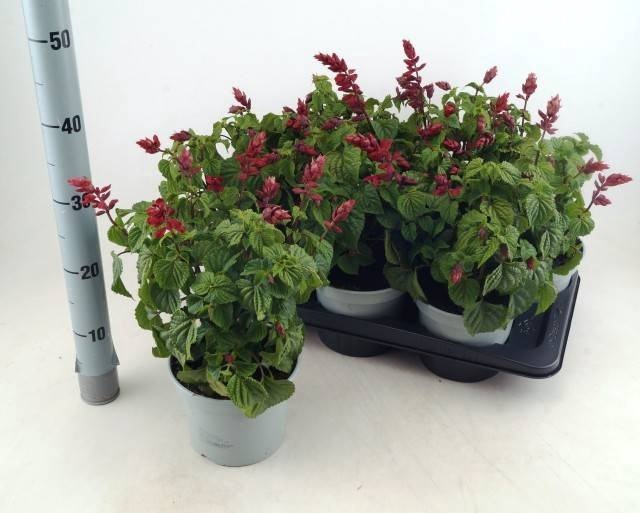 <h4>SALVIA ROCK FUCHSIA</h4>