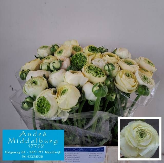 <h4>RANUNCULUS OV</h4>