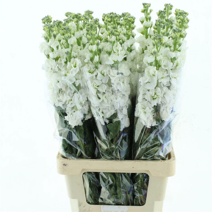 <h4>MATTH IRON WHITE</h4>