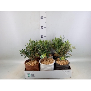 Arr.   Tuinplanten L%