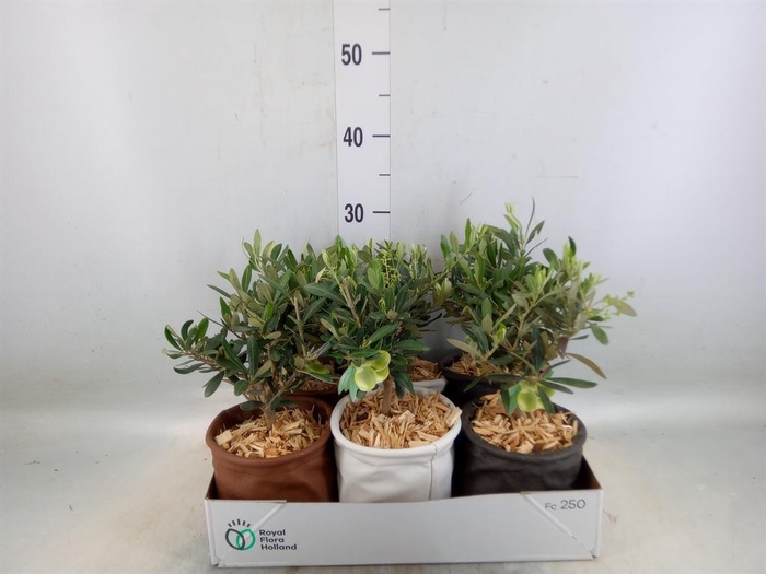 <h4>Arr.   Tuinplanten L%</h4>