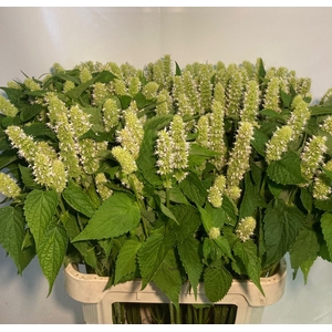 AGASTACHE