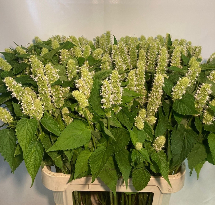 <h4>AGASTACHE</h4>
