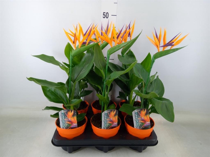 <h4>Arr.  Strelitzia L%</h4>