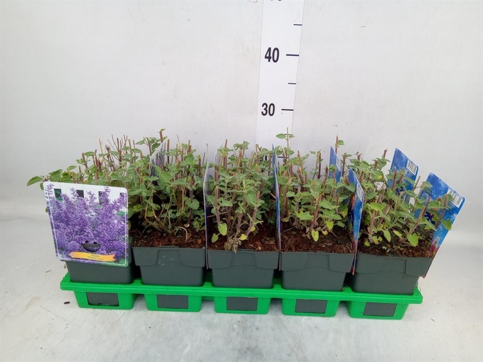 <h4>Nepeta   ...</h4>