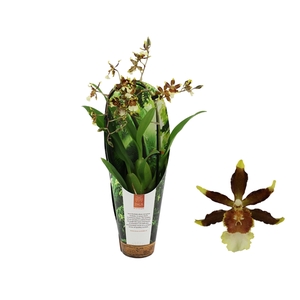 Inca Cambria Samba Exotica cascade 9cm in luxury jungle cover