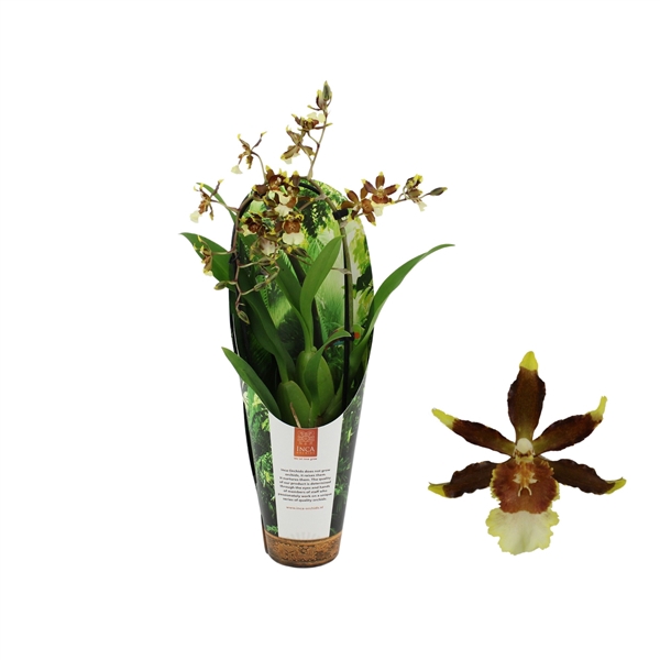 <h4>Inca Cambria Samba Exotica cascade 9cm in luxury jungle cover</h4>