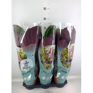 Calathea  'Medallion'