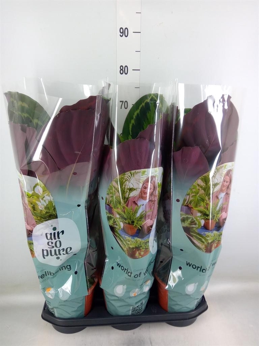 <h4>Calathea 'Medallion'</h4>