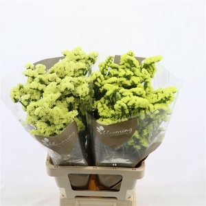 Statice Canary Sun Birds