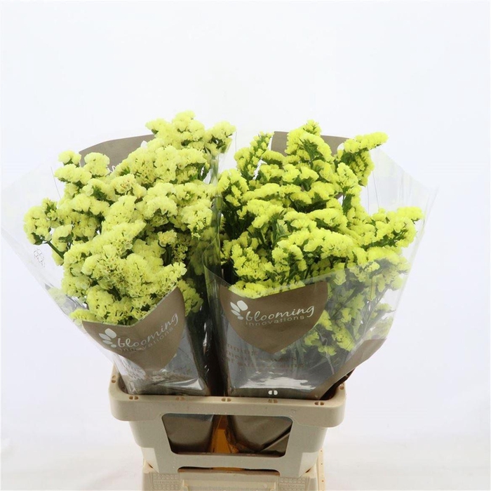 <h4>Statice Canary Sun Birds</h4>