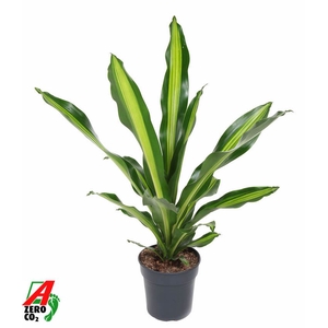 Dracaena Burley