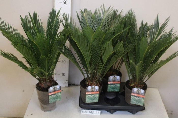 <h4>CYCAS REVOLUTA</h4>
