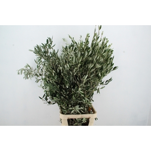 OLEA EUROPAEA XL