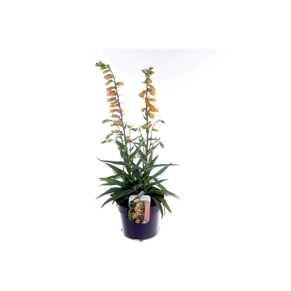 <h4>Digitalis Goldcrest</h4>