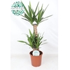 Yucca Elephantipes 3 toef 60-30-20 Stam